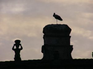 Trujillo - Stork nest above plaza major