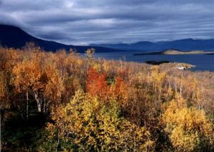 Lappland (northern Finland) in the fall