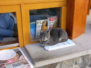 Hungary: Danube Bend - Cat