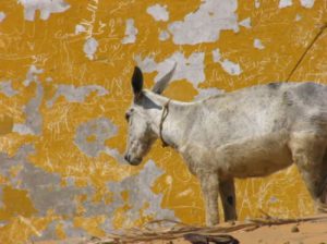 Random images from around Aswan City and on the Nile