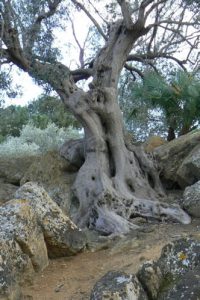Italy - Sicily, Agrigento Roman Ruins Old Tree