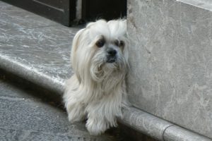 Italy - Sicily, Taormina  Cute dog keeps watch