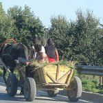 Common Rural Farm Transport