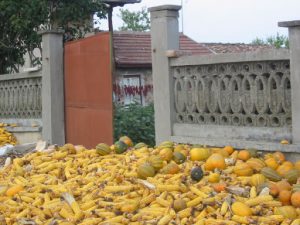 Autumn Corn