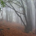 Fog and Forest at Shipka Pass
