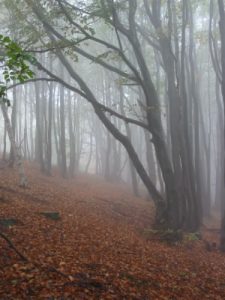 Fog and Forest at Shipka Pass