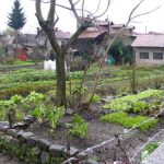 Ljubljana - local garden