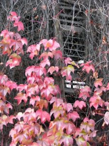 Ljubljana - leaves