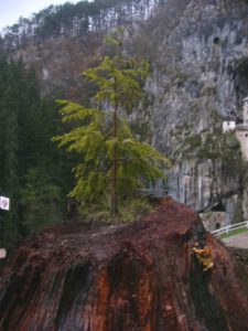 Predjama Castle was probably built in