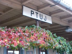 Ptuj is a city and one