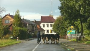 Zalipie at milking time