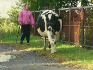 Zalipie at milking time