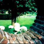 Flowers emerging from behind a brick wall.