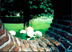 Flowers emerging from behind a brick wall.