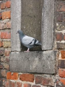 Gdansk - bricks and birds