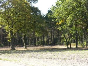 Kalisz rural area (outside the city)