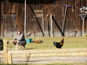 Kalisz rural area farmyard