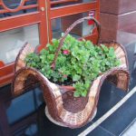 Kalisz city views - Pretty plant in basket