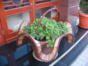 Kalisz city views - Pretty plant in basket