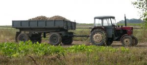 Kazimierz Dolny - rural area potato harvest