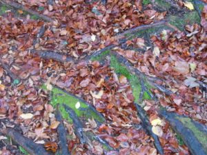 Plitvice Lakes National Park - the intricate web of nature