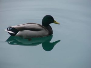 Plitvice Lakes National Park - peace and safety