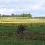 Rural area outside Lancut