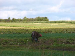 Rural area outside Lancut