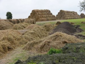 Farmland on the Baltic Sea coast