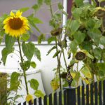 On the Baltic Sea coast - sunflowers