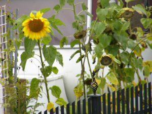 On the Baltic Sea coast - sunflowers