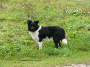 On the Baltic Sea coast - dog