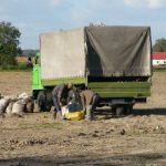 Potato harvesting is heavy work