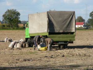 Potato harvesting is heavy work