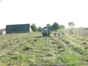 Potato harvesting