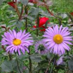 Monastery Flowers