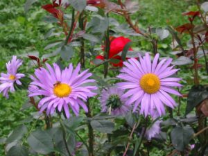 Monastery Flowers