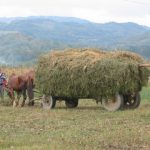 Transylvania Haywagon