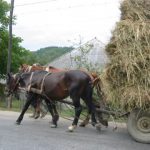 Another Wagonload Brought Home