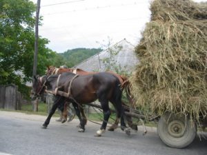 Another Wagonload Brought Home