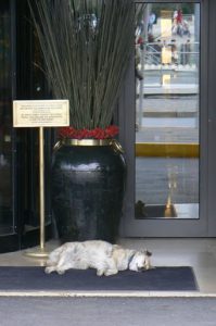 Dog sleeping by 5-star hotel in