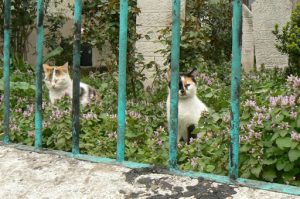 Happy cats in a Turkish garden