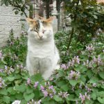 Happy cats in a Turkish garden