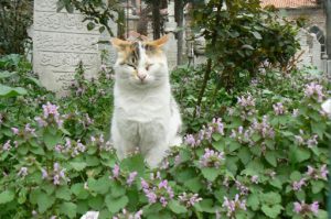 Happy cats in a Turkish garden