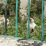 Happy cats in a Turkish garden