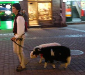 Local guy taking his sheep for