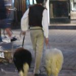 Local guy taking his sheep for