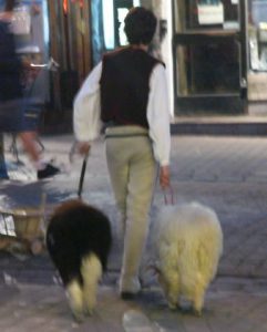 Local guy taking his sheep for