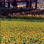 Sunflower farm along the Aegean coastal
