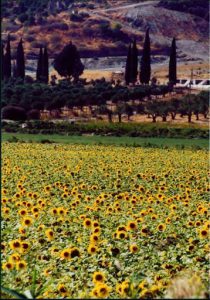 Sunflower farm along the Aegean coastal